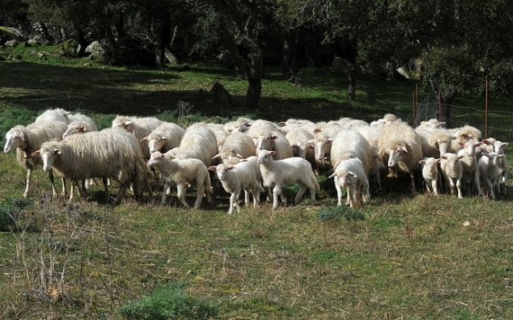 pecore-gregge-2 580