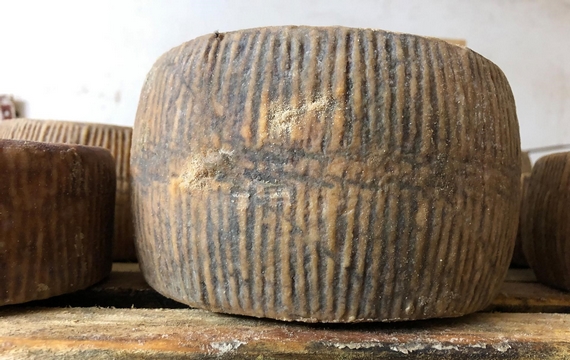 pecorino slo food intero 570