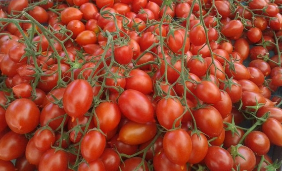 pomodorino-piennolo-vesuvio-dop 570