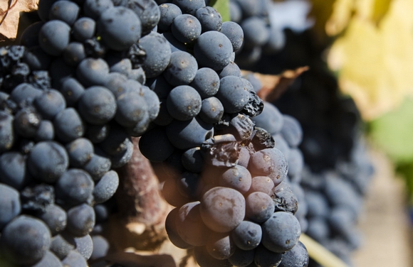 primitivo 2 580