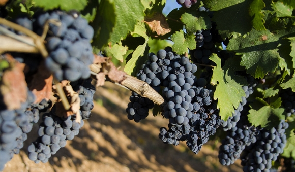 primitivo 580