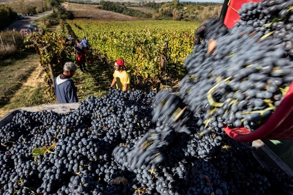 raccola uva donne vino 570