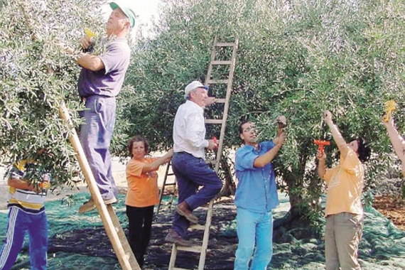 raccolta-olive-valle-del-belice 570