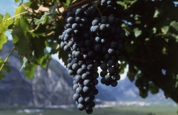uva tutto teroldego 570