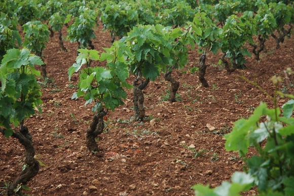 vitigni-primitivo-580