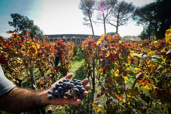 1 pompei vendemmia 570