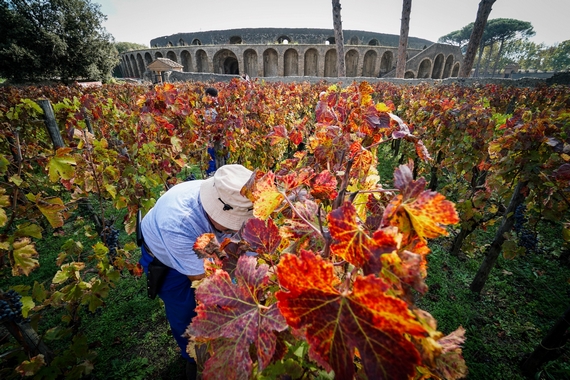 2 pompei vendemmia 570