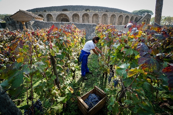 3 pompei vendemmia 570