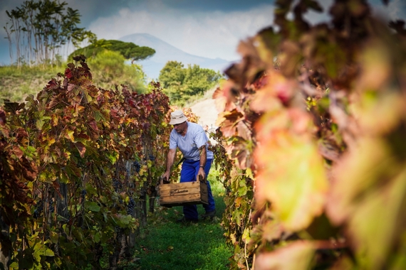 4 pompei vendemmia 570