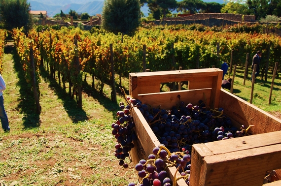 5 pompei vendemmia 570