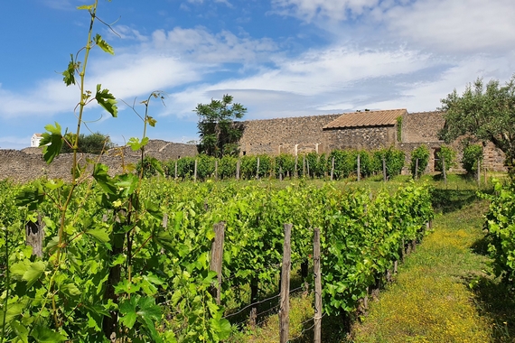6 pompei vendemmia 570