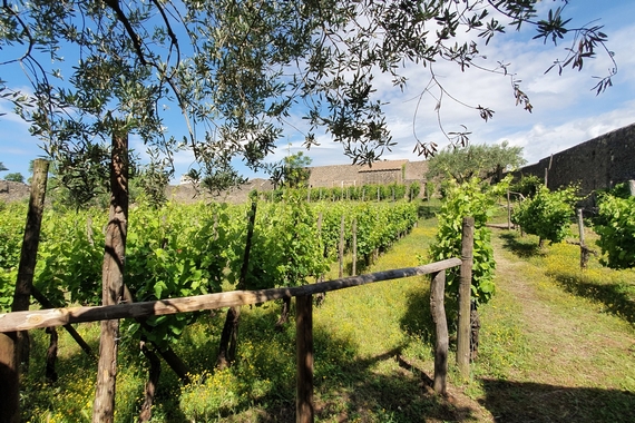 7 pompei vendemmia 570