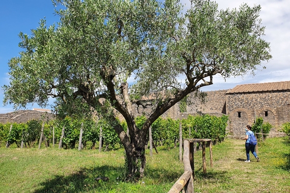 8 pompei vendemmia 570