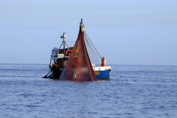 Acciughe-Sotto-Sale-del-Mar-Ligure pesca 570