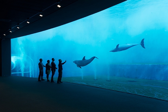 Acquario di Genova - Padiglione Cetacei - foto Merlofotografia copia 570