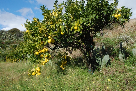 Bergamotto-di-Reggio-Calabria-DOP- 570