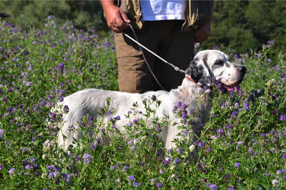 Dog Sport Experience ai Lidi di Comacchio 1 570