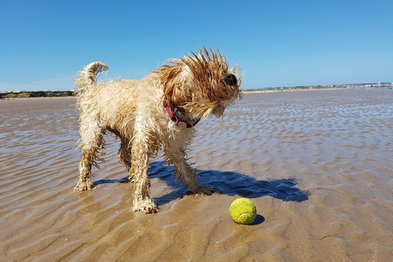 Dog Sport Experience ai Lidi di Comacchio 2 570