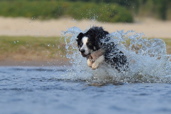 Dog Sport Experience ai Lidi di Comacchio 3 570