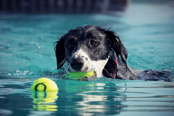 Dog Sport Experience ai Lidi di Comacchio 4 570