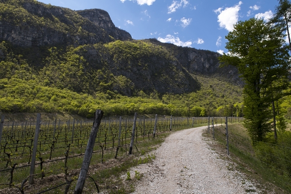 Grappa Segnana e Knam 04 125 570