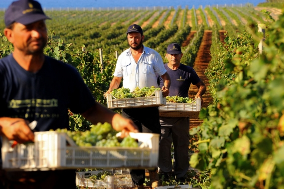 Vendemmia-Gorghi-Tondi-570