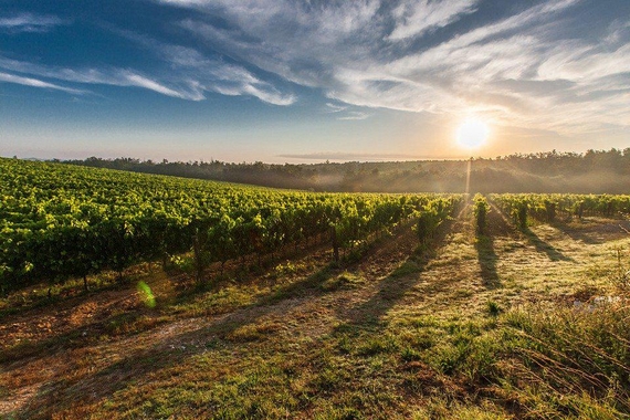 Vigneti il cantiere del cibo 570
