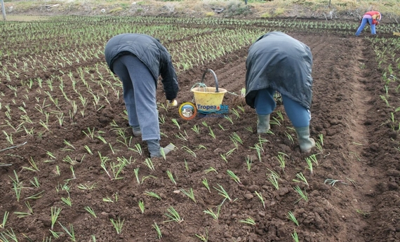 agricoltori cipolle rosse  tropea 570