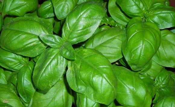 basilico580 1