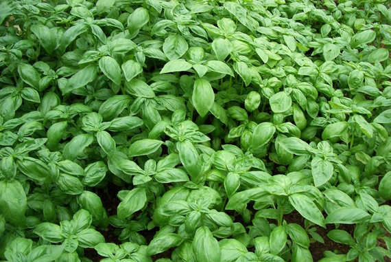 basilico genovese dop 570