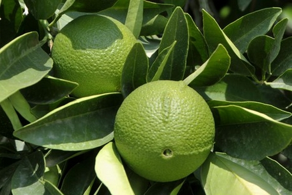 bergamotto verde 570