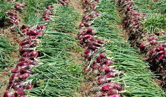 campi di cipolla rossa di tropea igp 570