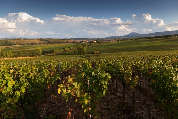 carpineto--tenuta-montepulciano-in-autunno 570