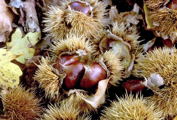 castagna-di-roccamonfina-riccio 570