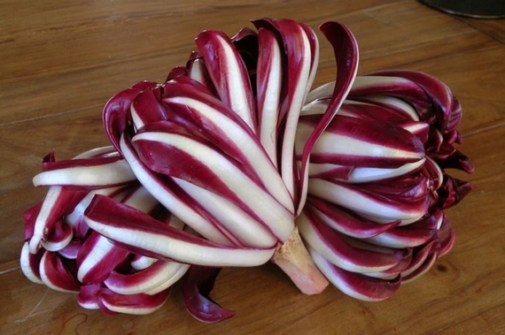 coltivazione-radicchio NG1 570
