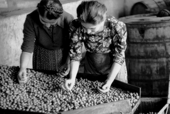 foto antica raccolta olive 570