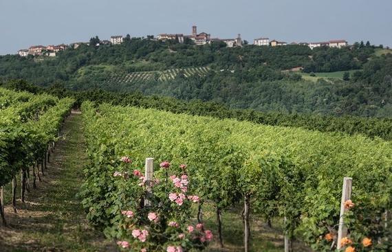 giribaldi-vigna 1 570
