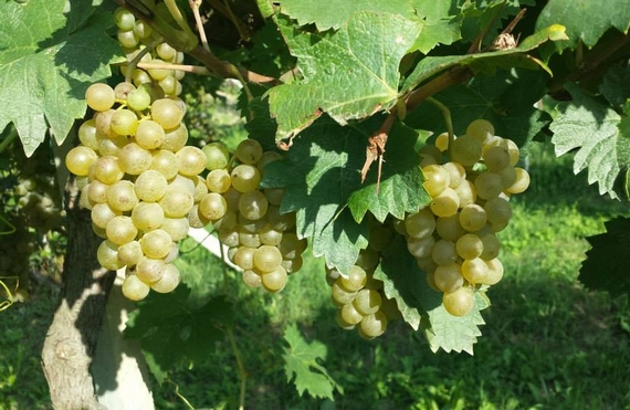 giribaldi-vigna uva 1 570
