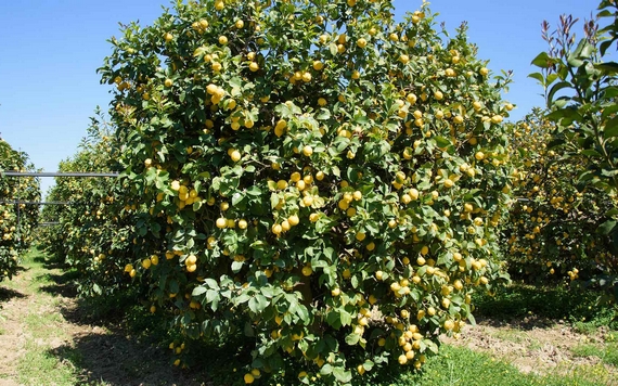 image004