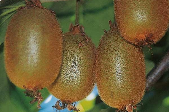 image005 C