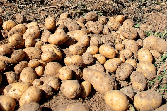 la-patata-della-sila 570