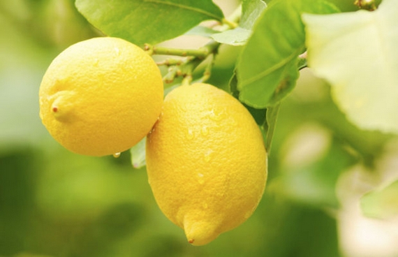 limone di rocca sulla pianta 570