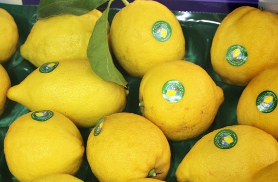 limoni di rocca igp 570