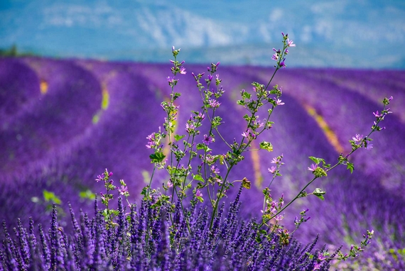 mappae-percorsi-europei-turismo-erbe-aromatiche 570