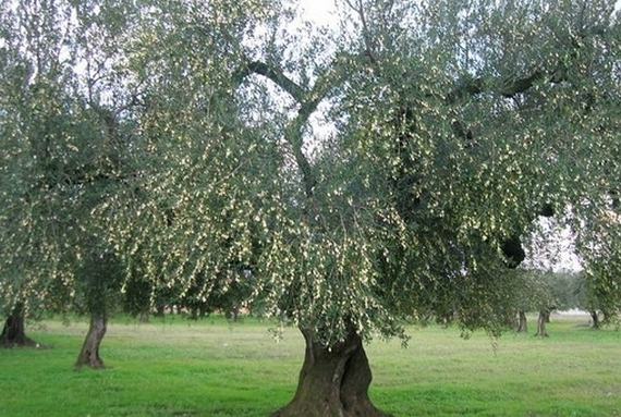 olio-dauno 1 570