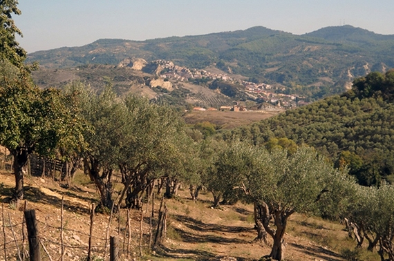 oliveti-marchesato 570