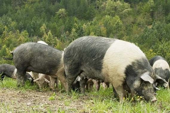 prosciutto di norcia igp maialino 570