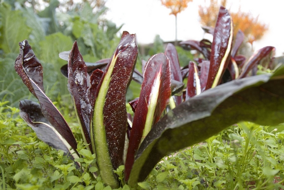 radicchio-piantato 570