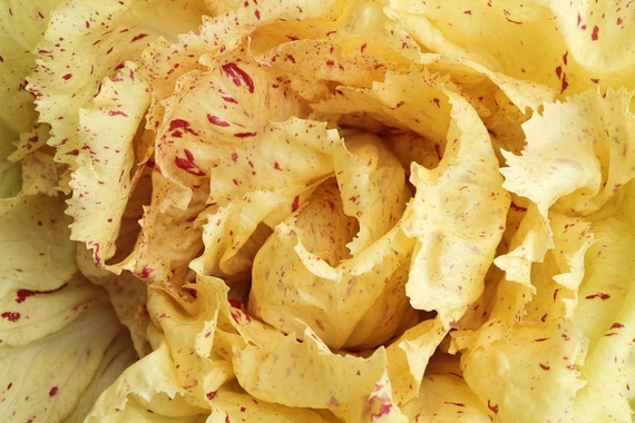 radicchio castel franco igp carat 570