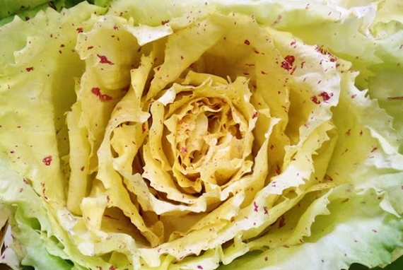 radicchio variegato di castelfranco igp 2 570